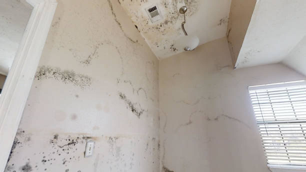 Best Mold Odor Removal Services  in Limestone Creek, FL