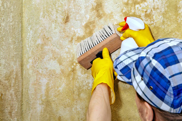Best Industrial Mold Remediation  in Limestone Creek, FL