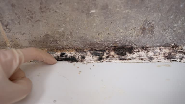 Best Mold-Related Health Consultation  in Limestone Creek, FL