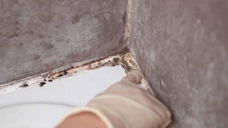 Best Post-Remediation Verification Testing  in Limestone Creek, FL