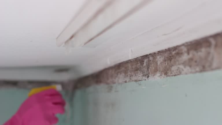 Professional Mold Removal in Limestone Creek, FL